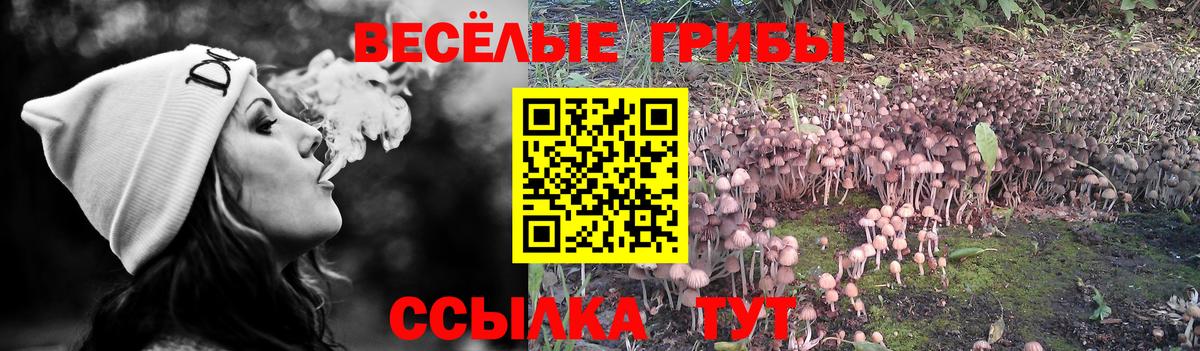 Псилоцибиновые грибы ЛСД  Вход с VPN  Псилоцибиновые грибы GOLDEN TEACHER  Котлас 